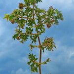 Tribulus terrestris Hábito