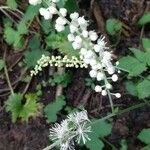 Actaea racemosa Blüte
