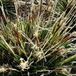 Carex caryophyllea Alkat (teljes növény)
