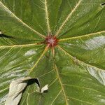Cecropia insignis Hoja