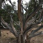 Juniperus osteosperma Hábito