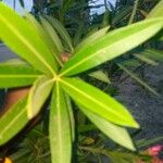 Cascabela thevetia ഇല