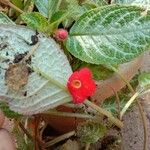 Episcia cupreataപുഷ്പം