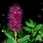 Spiraea x pseudosalicifolia Flower