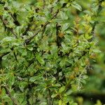 Berberis angulosa Habit