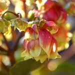 Kalanchoe miniata Blüte