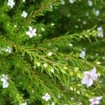 Diosma hirsuta 葉