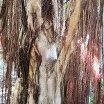 Ficus stuhlmannii Bark