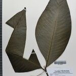 Garcinia griffithii Leaf