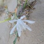 Pancratium maritimumफूल