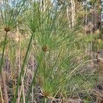 Cyperus papyrus برگ