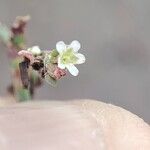 Polygonum equisetiforme Blüte