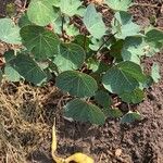 Tropaeolum tuberosum Blad