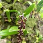 Bulbophyllum incurvum Blüte