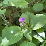 Strobilanthes attenuata Leaf