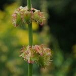 Rumex nepalensis Hábito