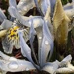 Iris reticulata Flor