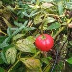 Capsicum pubescens ഫലം