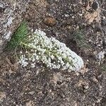 Saxifraga longifolia Blüte