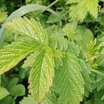 Agrimonia eupatoria पत्ता