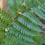 Dryopteris erythrosora Leaf