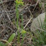 Euphorbia exigua ശീലം