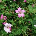 Geranium endressiiЦвят