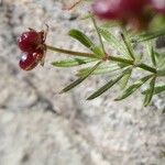 Asperula hirta Fruit