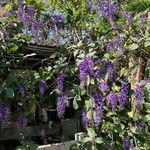 Petrea volubilis Blüte