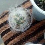 Mammillaria bocasanaبرگ