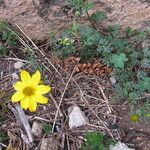 Bidens andicola Habit