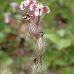 Silene gallica Frucht