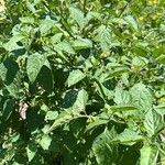 Solanum scabrum 葉