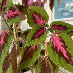 Coleus scutellarioides Foglia