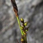 Carex vaginata Habitatea