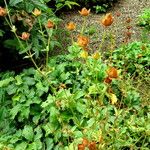 Potentilla umbrosa Blomst