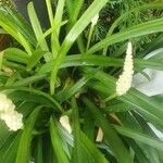 Liriope muscariBlatt