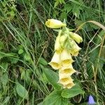 Digitalis grandifloraКвітка