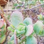 Kalanchoe marnieriana Ліст