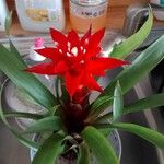 Guzmania lingulata ফুল