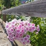 Phlox maculata Flor