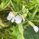 Raphanus raphanistrum Flower