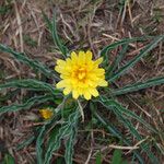 Nothocalais cuspidata Flower