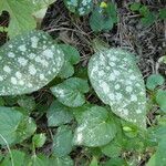 Pulmonaria affinis Likasa
