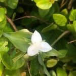 Tradescantia fluminensis Blüte