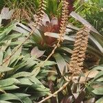 Vriesea platynema Flower