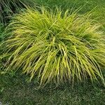 Carex elata Fuelha