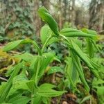 Polygonatum biflorum Φύλλο