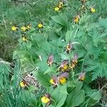 Cypripedium calceolus Costuma