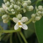 Hernandia nymphaeifolia Flor